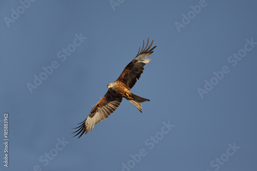 Red kite - start of migration © Paolo