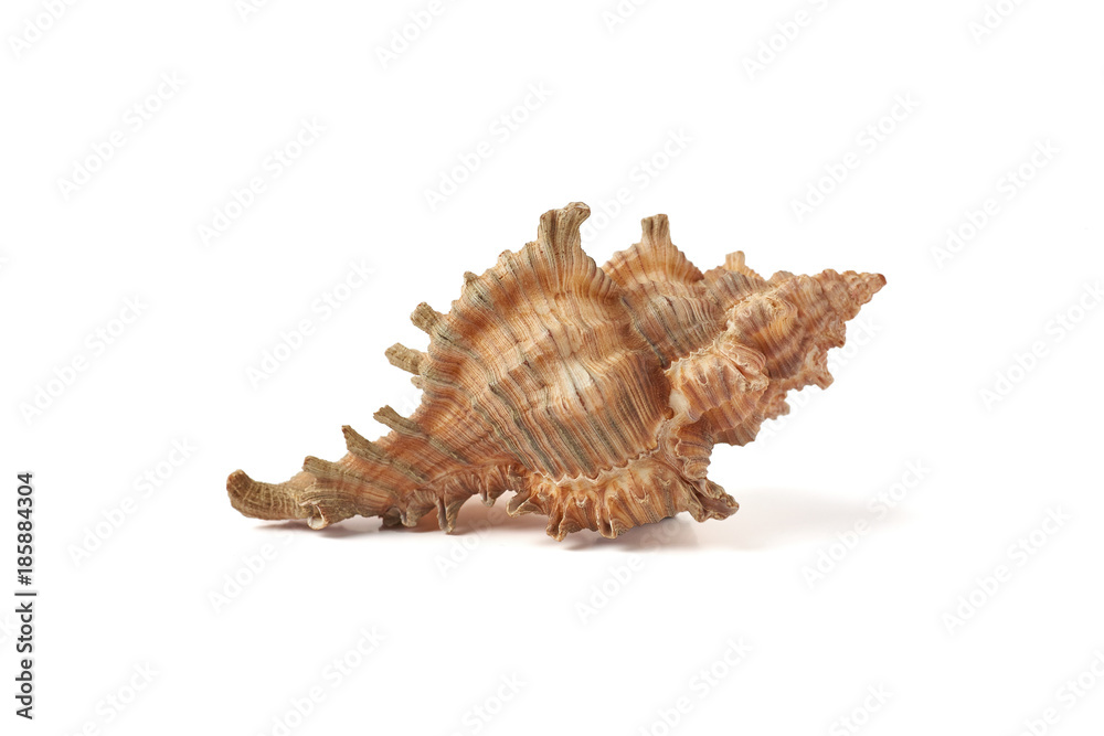 Single sea shell isolated on white background. Close-up.