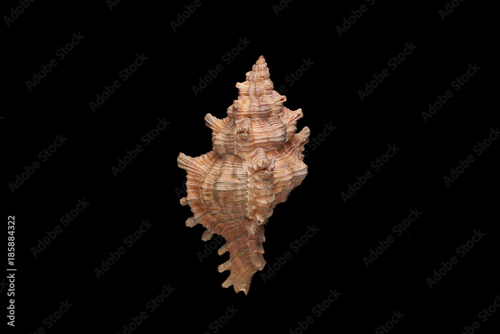 Single sea shell isolated on black background. Close-up. Single sea shell isolated on black background. Close-up.