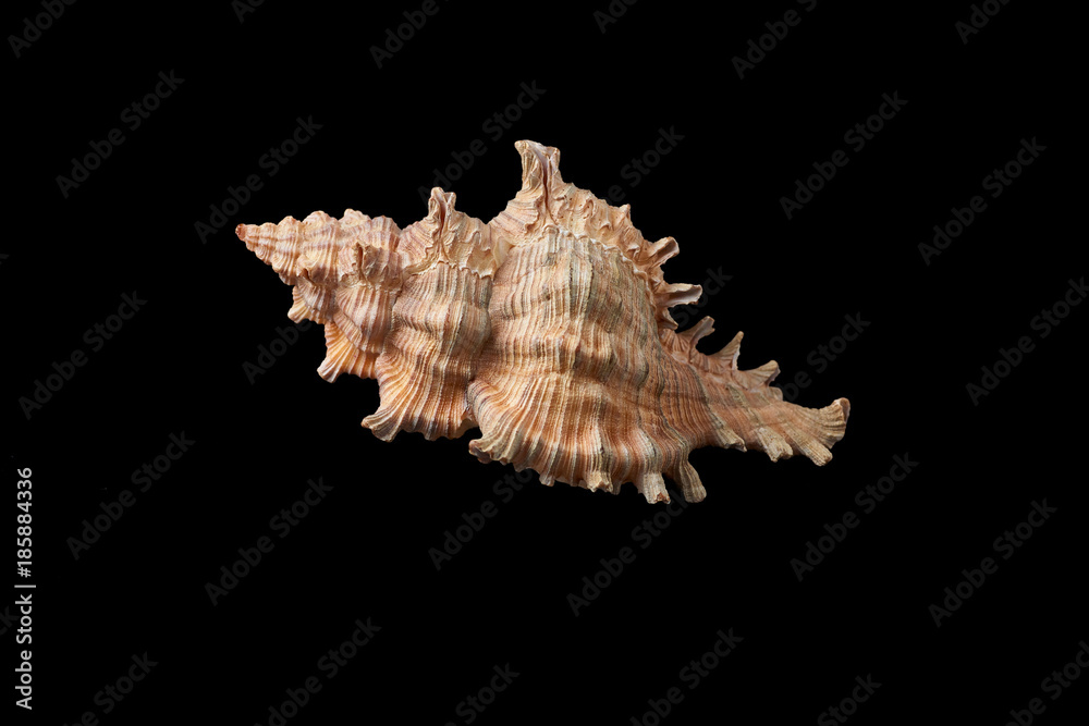 Single sea shell isolated on black background. Close-up. Single sea shell isolated on black background. Close-up.