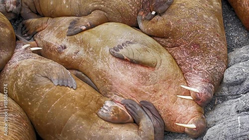 Life Atlantic walruses at haul out sites is (at most) of sleep and small conflicts with neighbors. Make sleep, not war (sea hippie).
 photo