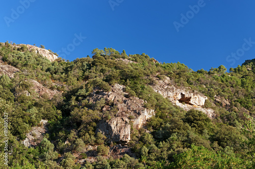 Roches granitiques et pin dans la montagne de Bavella en Corse
