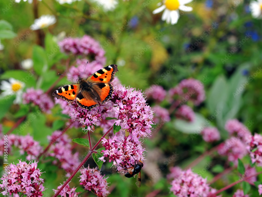 Fototapeta premium Insekten auf Blüten