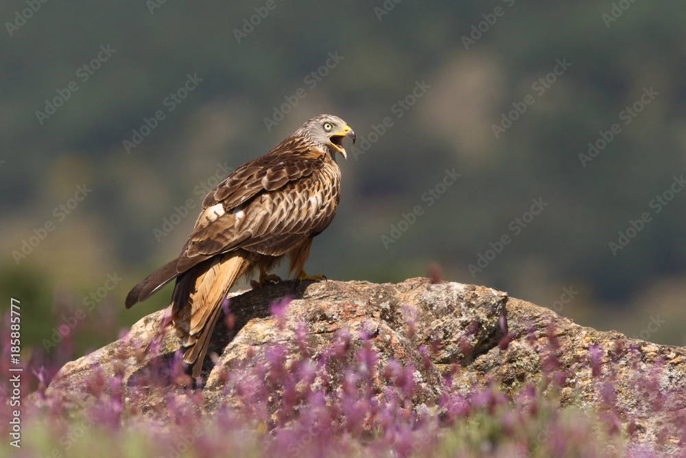 Fototapeta premium Red kite - start of migration