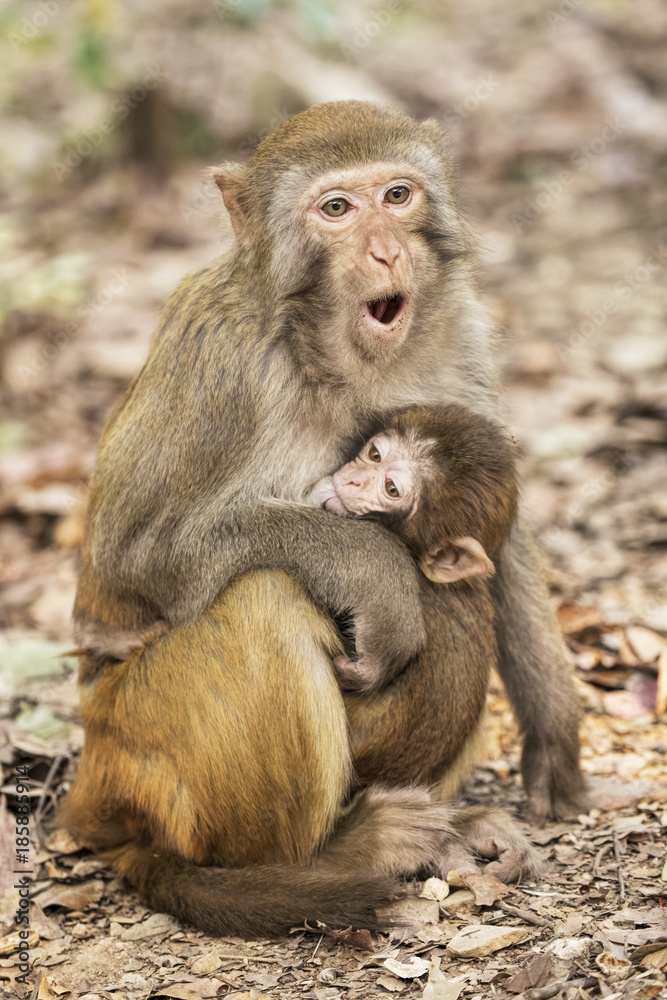 Rhesus Macaque the best-known species of Old World monkeys