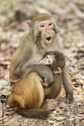 Rhesus Macaque the best-known species of Old World monkeys © David Davis