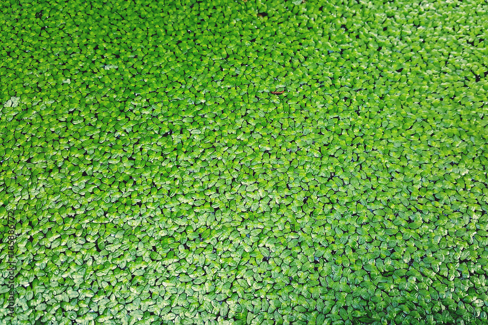 Closeup of duckweed floating plants floating green water surface background as the black water. Green natural texture. Closeup of duckweed floating plants floating green water surface background as the black water. Green natural texture.