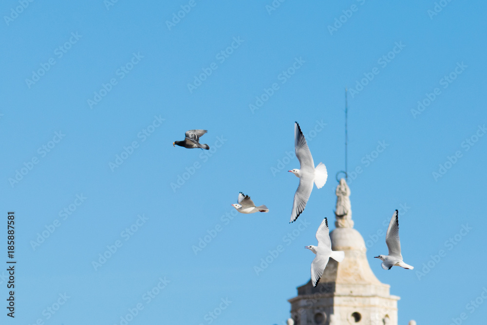 Seagull flying high up in the blue sky Seagull flying high up in the blue sky