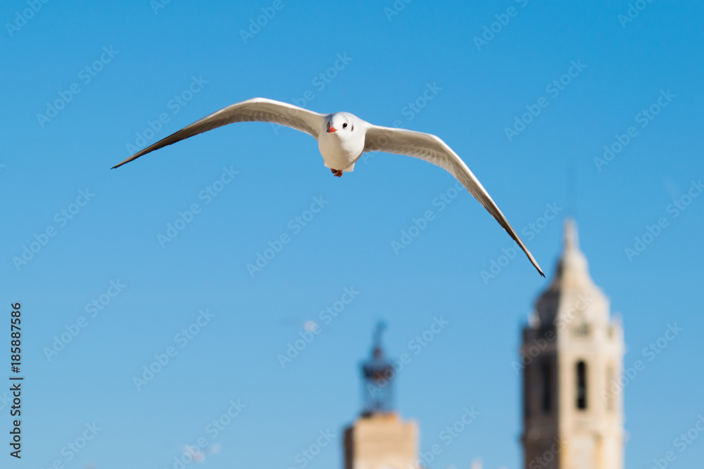 Seagull flying high up in the blue sky