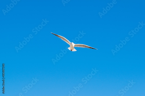 Seagull flying high up in the blue sky