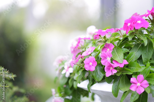 Pink madagascar periwinkle