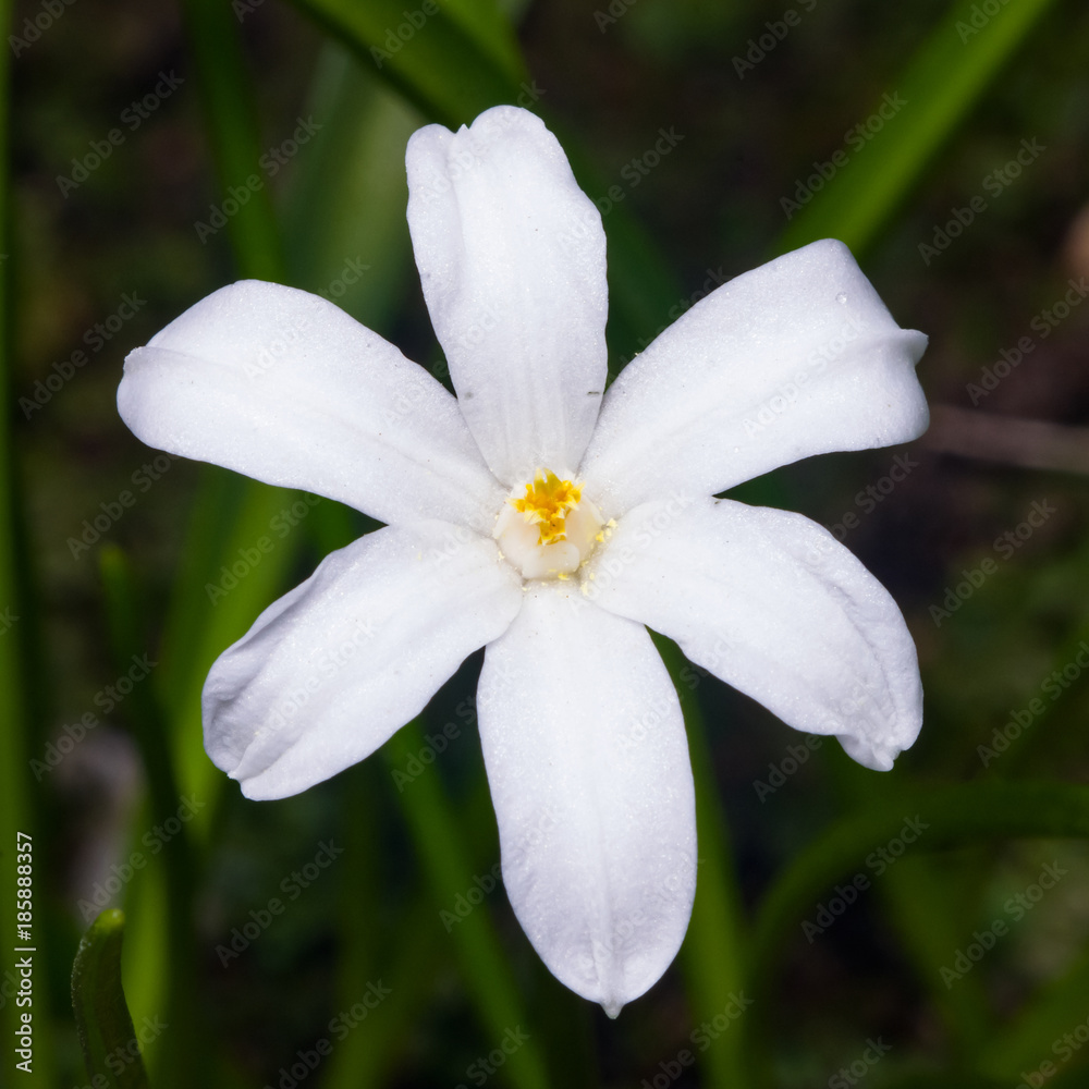 White lucile's glory-of-the-snow, chionodoxa luciliae, blooming in spring, macro, selective focus, shallow DOF White lucile's glory-of-the-snow, chionodoxa luciliae, blooming in spring, macro, selective focus, shallow DOF