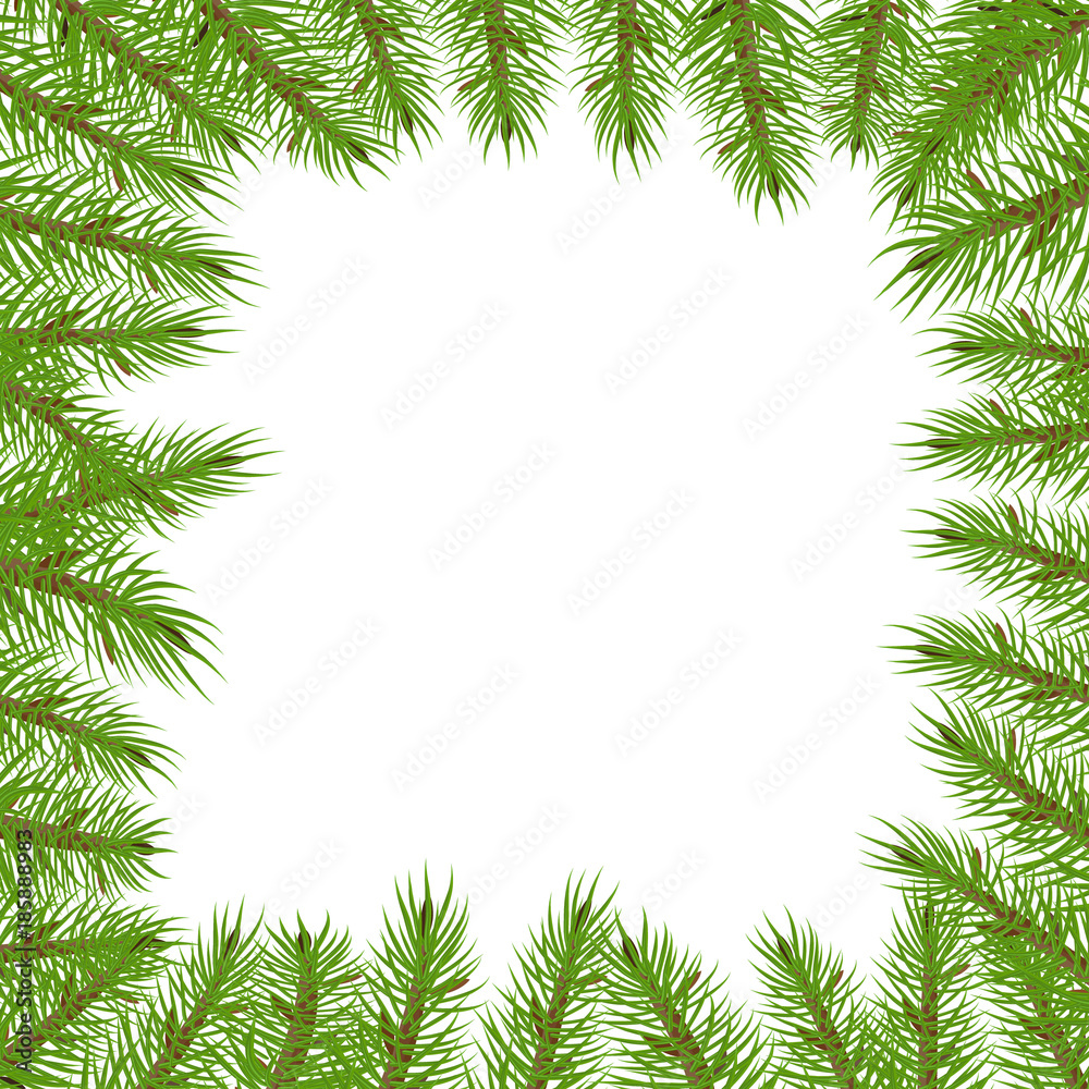 branches of spruce in the form of a square frame with a green luxuriant spruce or pine branch.