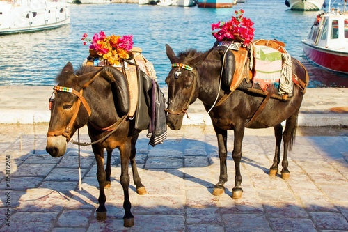 Mules waiting for tourists at the port of Hydra island, Greece