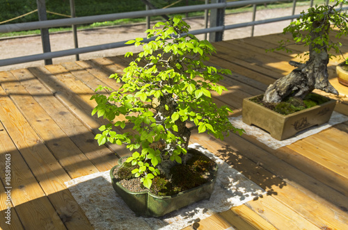 Chinese Elm (Ulmus parvifolia) - Bonsai in the style of "Tilted".