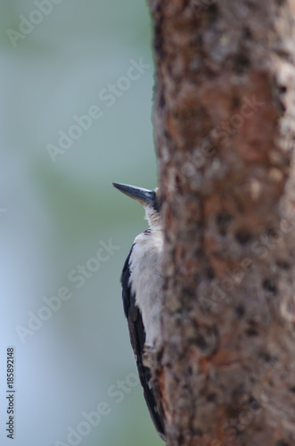Great spotted woodpecker (Dendrocopos major thanneri). Female. Alsándara mountain. Integral Natural Reserve of Inagua. Gran Canaria. Canary Islands. Spain.