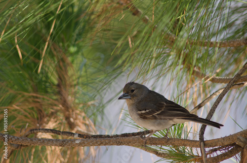 Φωτογραφία Gran Canaria blue chaffinch (Fringilla polatzeki)
