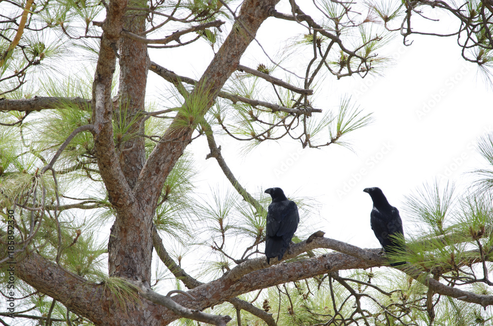 Common ravens (Corvus corax). Pajonales. Parque Rural del Nublo. Tejeda. Gran Canaria. Canary Islands. Spain.
