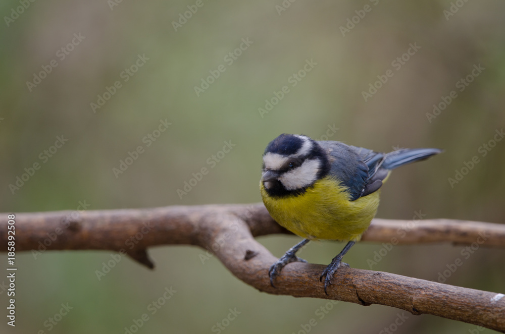 Blue tit (Parus caeruleus teneriffae). The Nublo Rural Park. Tejeda. Gran Canaria. Canary Islands. Spain. Blue tit (Parus caeruleus teneriffae). The Nublo Rural Park. Tejeda. Gran Canaria. Canary Islands. Spain.