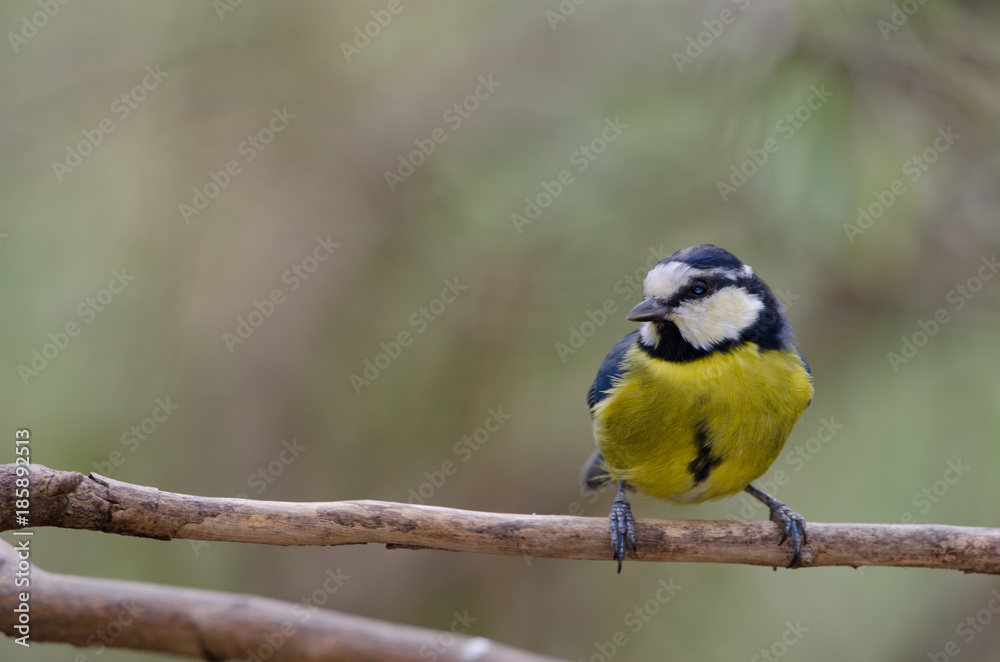 Blue tit (Parus caeruleus teneriffae). The Nublo Rural Park. Tejeda. Gran Canaria. Canary Islands. Spain.