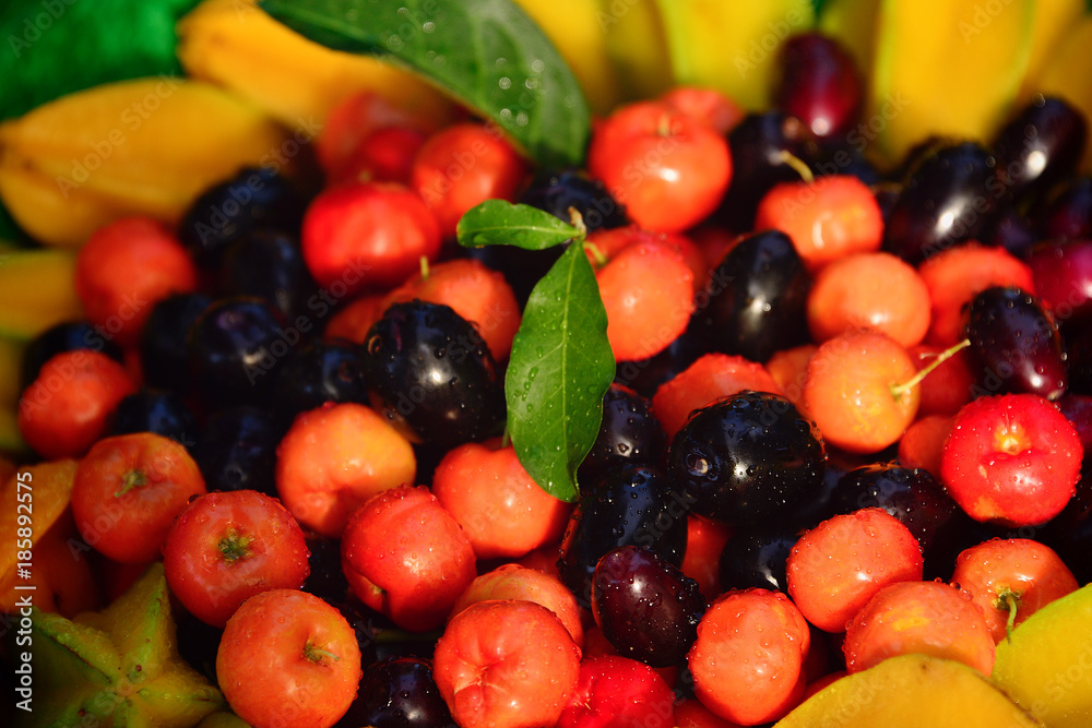 Cereja orgânica de Acerola brasileira em mãos de agricultor Cereja orgânica de Acerola brasileira em mãos de agricultor