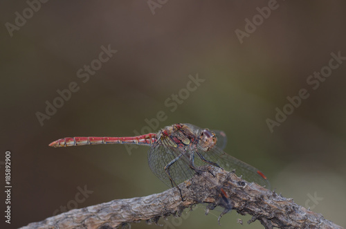 Island Darter (Sympetrum nigrifemur). Female. The Nublo Rural Park. Tejeda. Gran Canaria. Canary Islands. Spain. photo