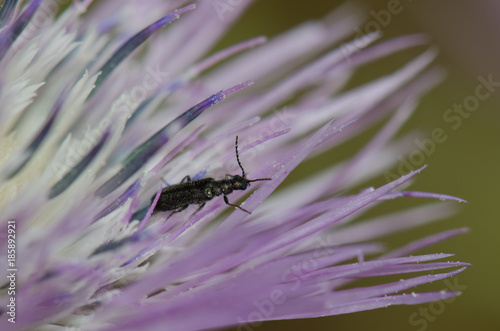 Beetle on a purple milk thistle (Galactites tomentosa). Integral Natural Reserve of Inagua. Tejeda. Gran Canaria. Canary Islands. Spain. photo