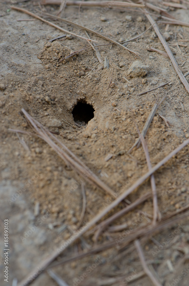 Wasp nest. The Nublo Rural Park. Tejeda. Gran Canaria. Canary Islands. Spain. Wasp nest. The Nublo Rural Park. Tejeda. Gran Canaria. Canary Islands. Spain.