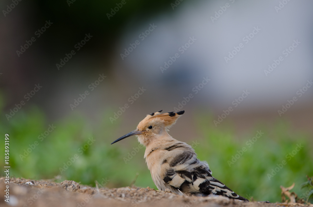 Hoopoe (Upupa epops). La Ballena ravine. Las Palmas de Gran Canaria. Gran Canaria. Canary Islands. Spain. Hoopoe (Upupa epops). La Ballena ravine. Las Palmas de Gran Canaria. Gran Canaria. Canary Islands. Spain.