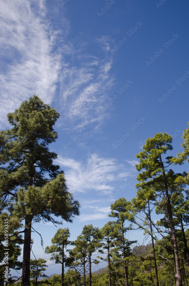 Forest of Canary Island pine (Pinus canariensis). Llano de Las Brujas. Integral Natural Reserve of Inagua. Tejeda. Gran Canaria. Canary Islands. Spain.