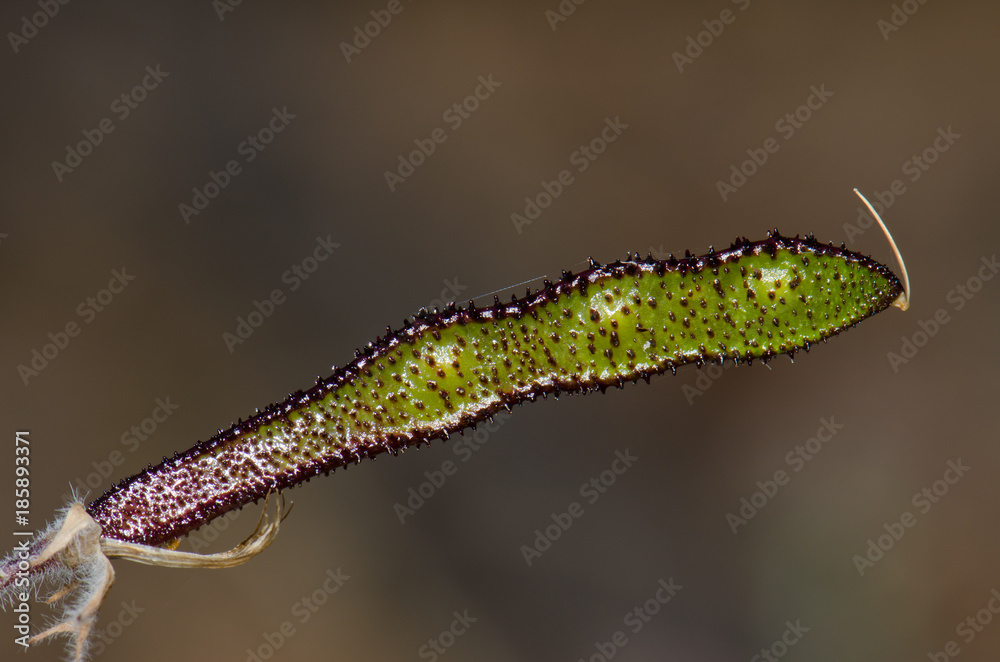 Legume of Canary Island flatpod (Adenocarpus foliolosus). Alsándara mountain. Integral Natural Reserve of Inagua. Tejeda. Gran Canaria. Canary Islands. Spain.