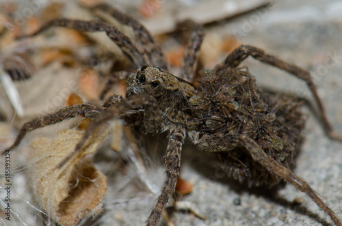 Wolf spider (Lycosidae) with her young on her back. Pajonales. Integral Natural Reserve of Inagua. Tejeda. Gran Canaria. Canary Islands. Spain.