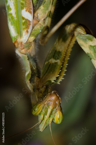 Devil's flower mantis (Blepharopsis mendica). Pajonales. Integral Natural Reserve of Inagua. Tejeda. Gran Canaria. Canary Islands. Spain. photo