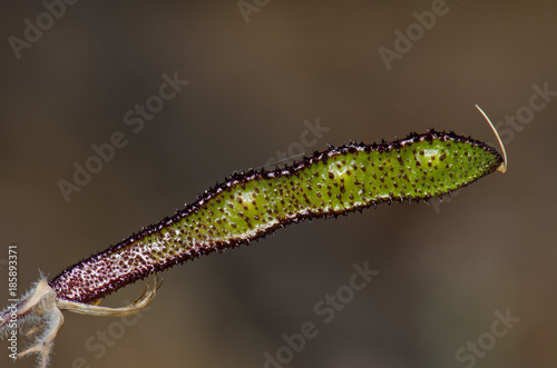 Legume of Canary Island flatpod (Adenocarpus foliolosus). Alsándara mountain. Integral Natural Reserve of Inagua. Tejeda. Gran Canaria. Canary Islands. Spain.