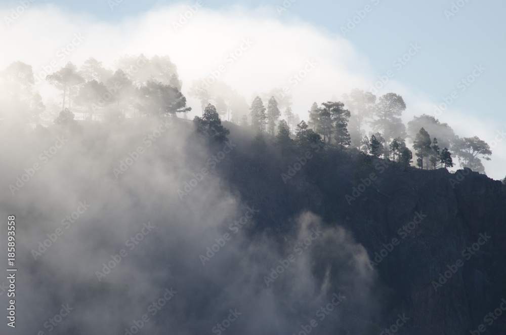 Forest of Canary Island pine (Pinus canariensis) against the light in a fog. Integral Natural Reserve of Inagua. Tejeda. Gran Canaria. Canary Islands. Spain.