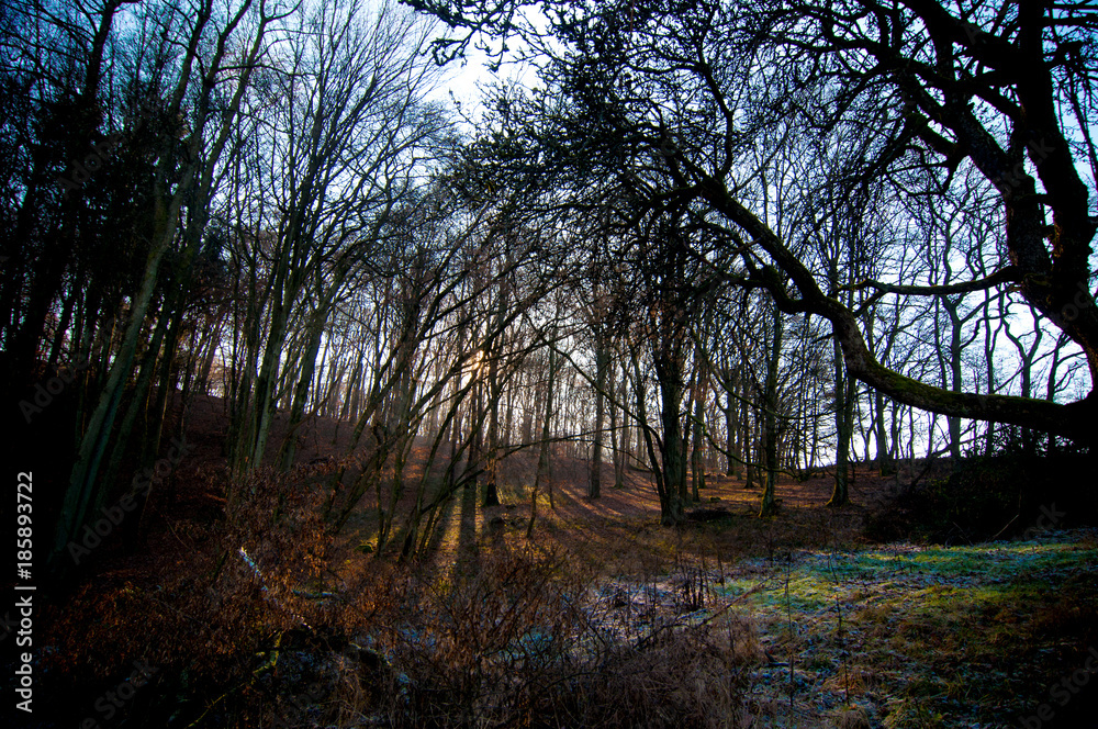 Naklejka premium Nachmittagssonne scheint zart durch einen winterlichen Wald