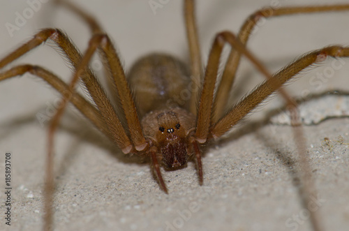 Mediterranean recluse spider (Loxosceles rufescens). Pajonales. Integral Natural Reserve of Inagua. Tejeda. Gran Canaria. Canary Islands. Spain. photo