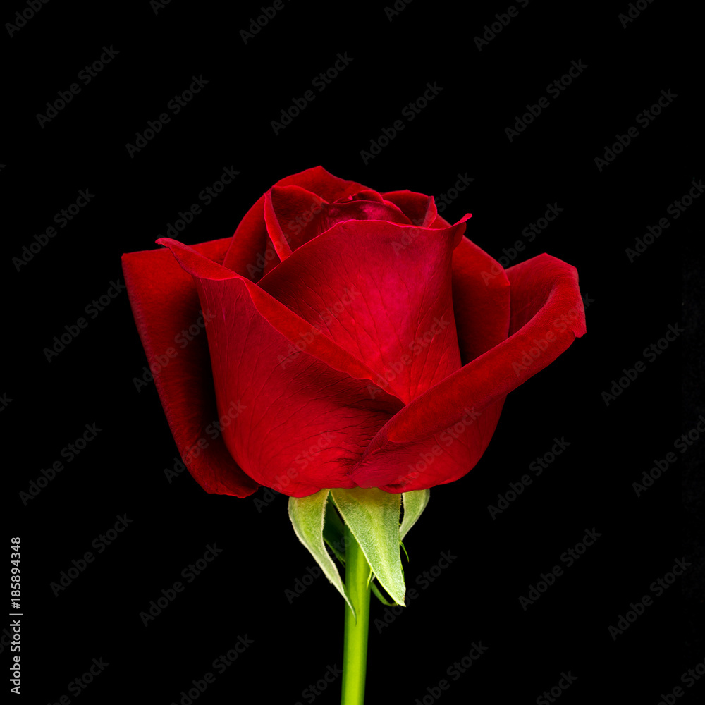 Side view and close-up image of beautiful blooming red rose flower isolate  on black background Stock Photo | Adobe Stock