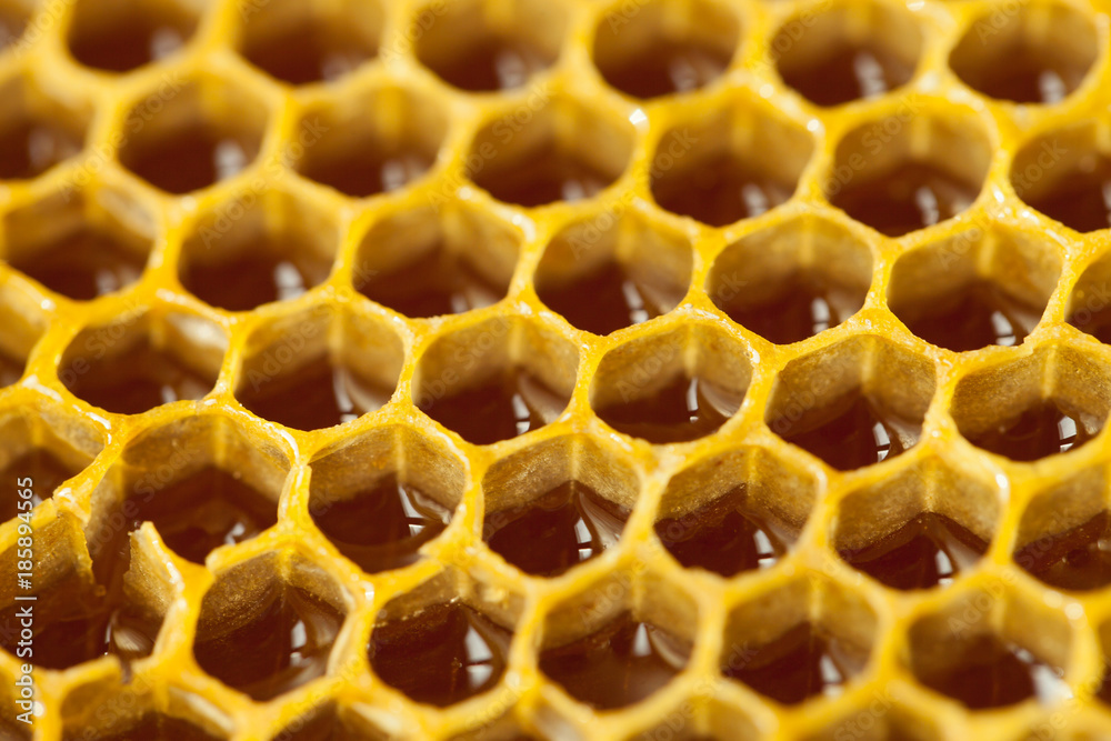 Well-being concept - studio shot of fresh organic honey comb Well-being concept - studio shot of fresh organic honey comb