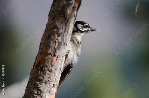 Great spotted woodpecker (Dendrocopos major thanneri). Young. Alsándara mountain. Integral Natural Reserve of Inagua. Gran Canaria. Canary Islands. Spain. photo