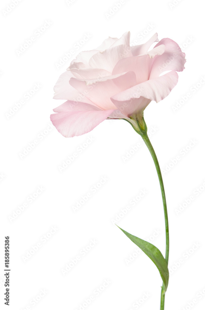 Beautiful Eustoma flower isolated on white background Beautiful Eustoma flower isolated on white background