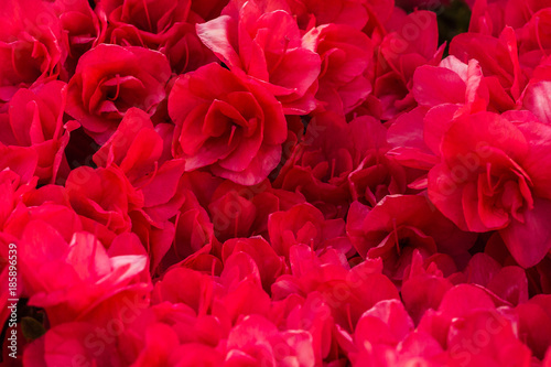 Viele rote Rosenblüten