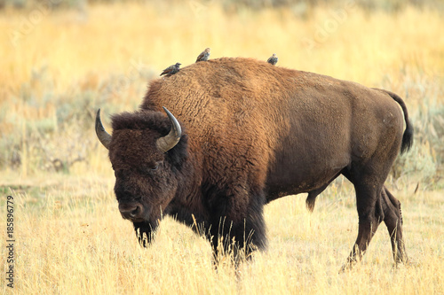 Canvas Print American Bison, Buffalo, Yellowstone National Park