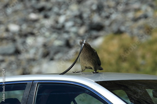 Kea alpine parrot Bird New Zealand photo