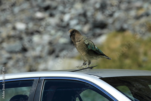 Kea alpine parrot Bird New Zealand photo