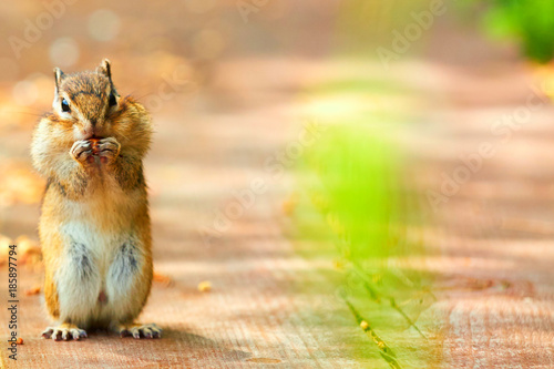Chipmunk with nut, standing on hind legs