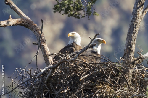 Bird watching bald eagles in nest at Los Angeles foothills