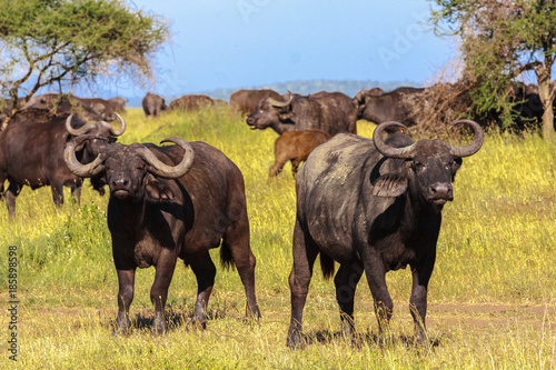 African buffalo close up. Savanna Serengeti, Tanzania