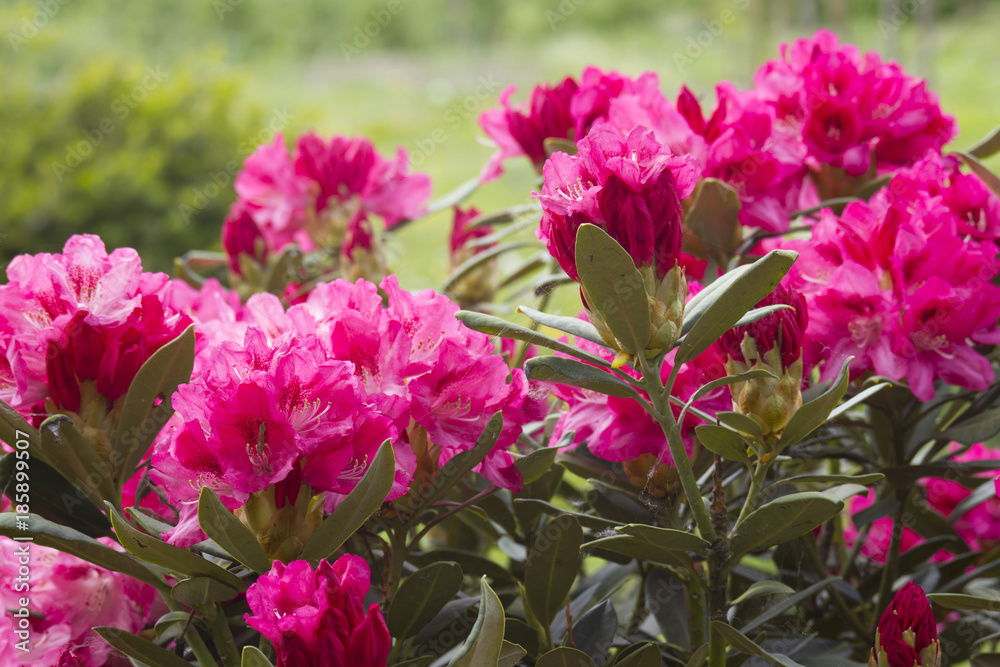 rhododendron in the garden rhododendron in the garden