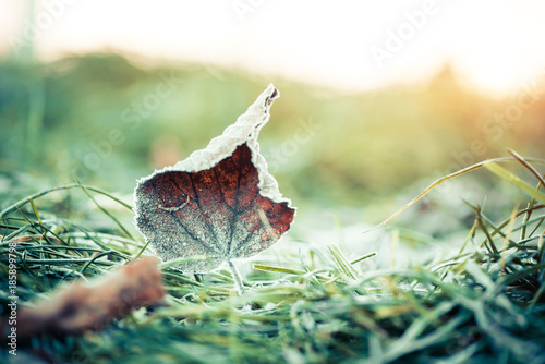 frozen winter fallen leaf closeup on frozen grass